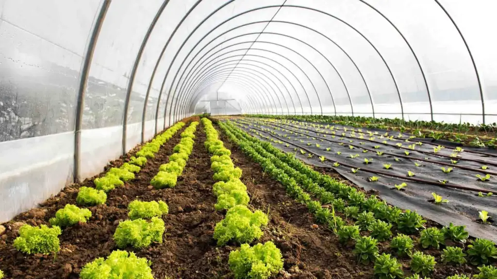 Розумні теплиці